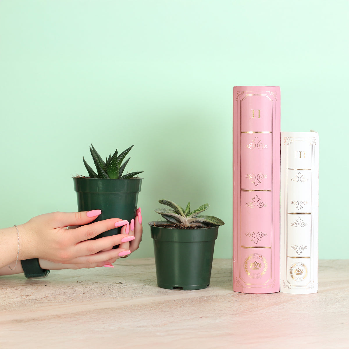 Includes 2 unique succulent plants!  Gasteria ‘Little Warty’ – 4" Nursery Plant and Haworthia – 4" Nursery Plant