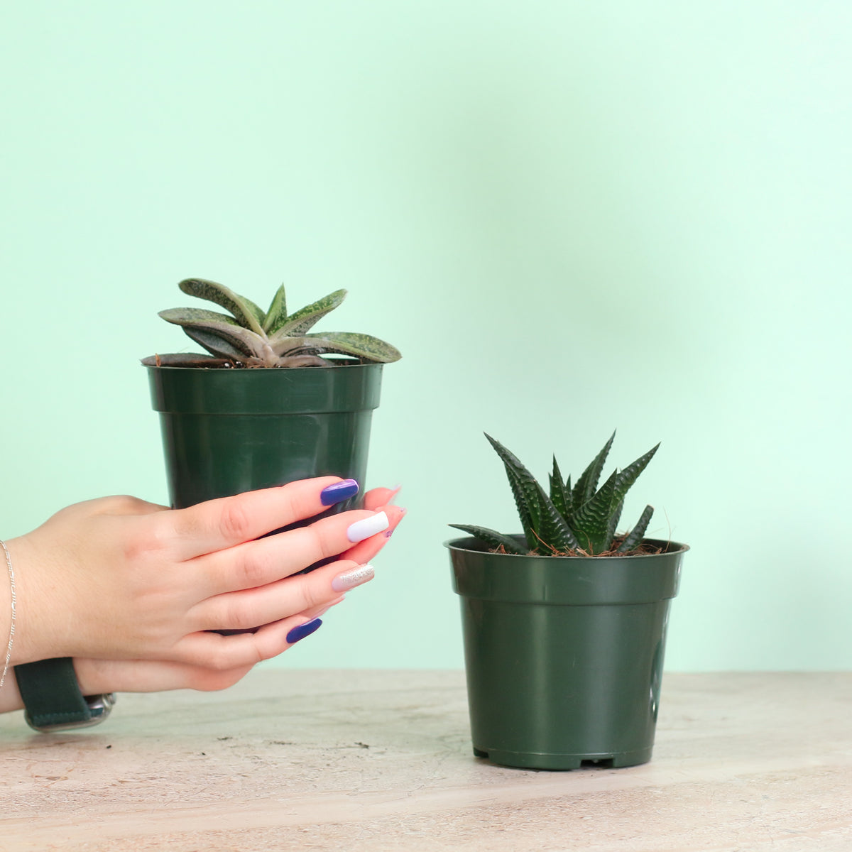 Includes 2 unique succulent plants!  Gasteria ‘Little Warty’ – 4" Nursery Plant and Haworthia – 4" Nursery Plant