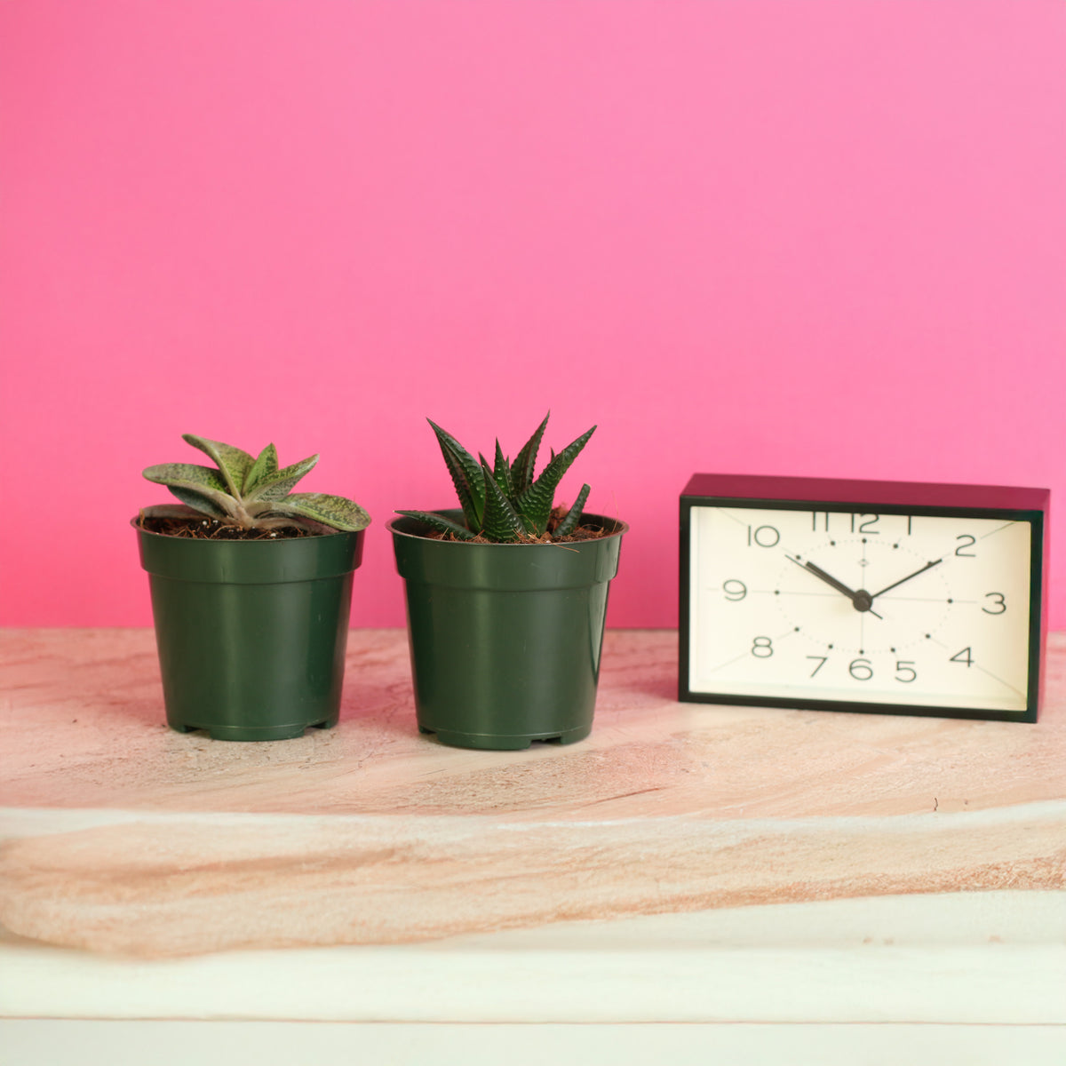 Top View of Bundle Includes 2 unique succulent plants!  Gasteria ‘Little Warty’ – 4" Nursery Plant and Haworthia – 4" Nursery Plant