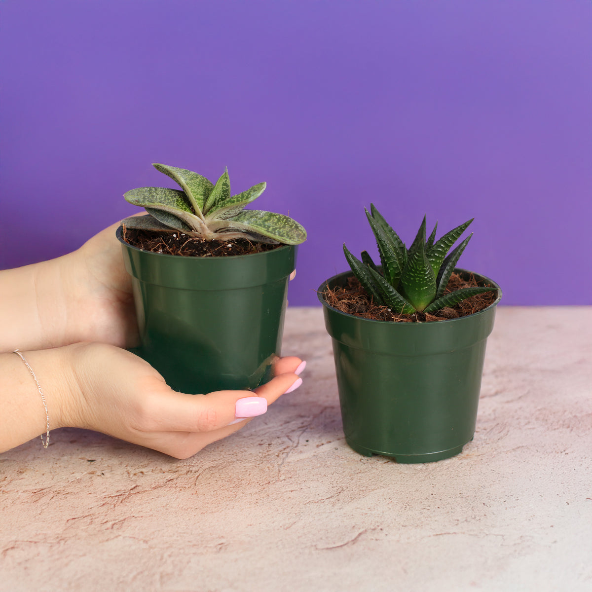 New Succulent Bundle!   Includes 2 unique succulent plants!  Gasteria ‘Little Warty’ – 4" Nursery Plant and Haworthia – 4" Nursery Plant