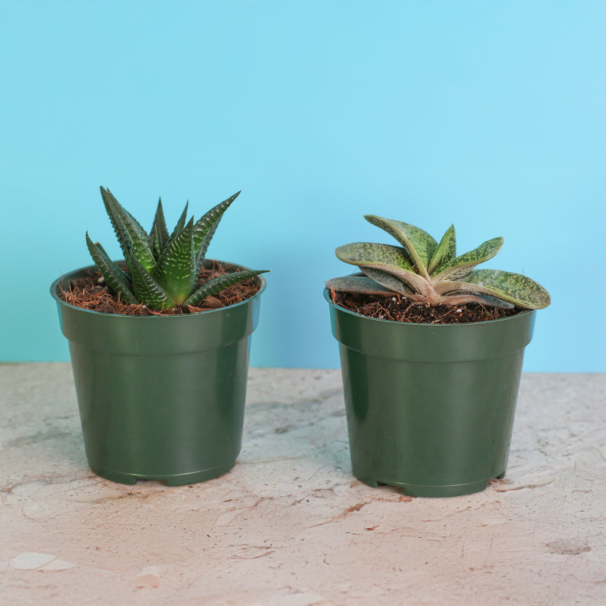 Includes 2 unique succulent plants!  Gasteria ‘Little Warty’ – 4" Nursery Plant and Haworthia – 4" Nursery Plant