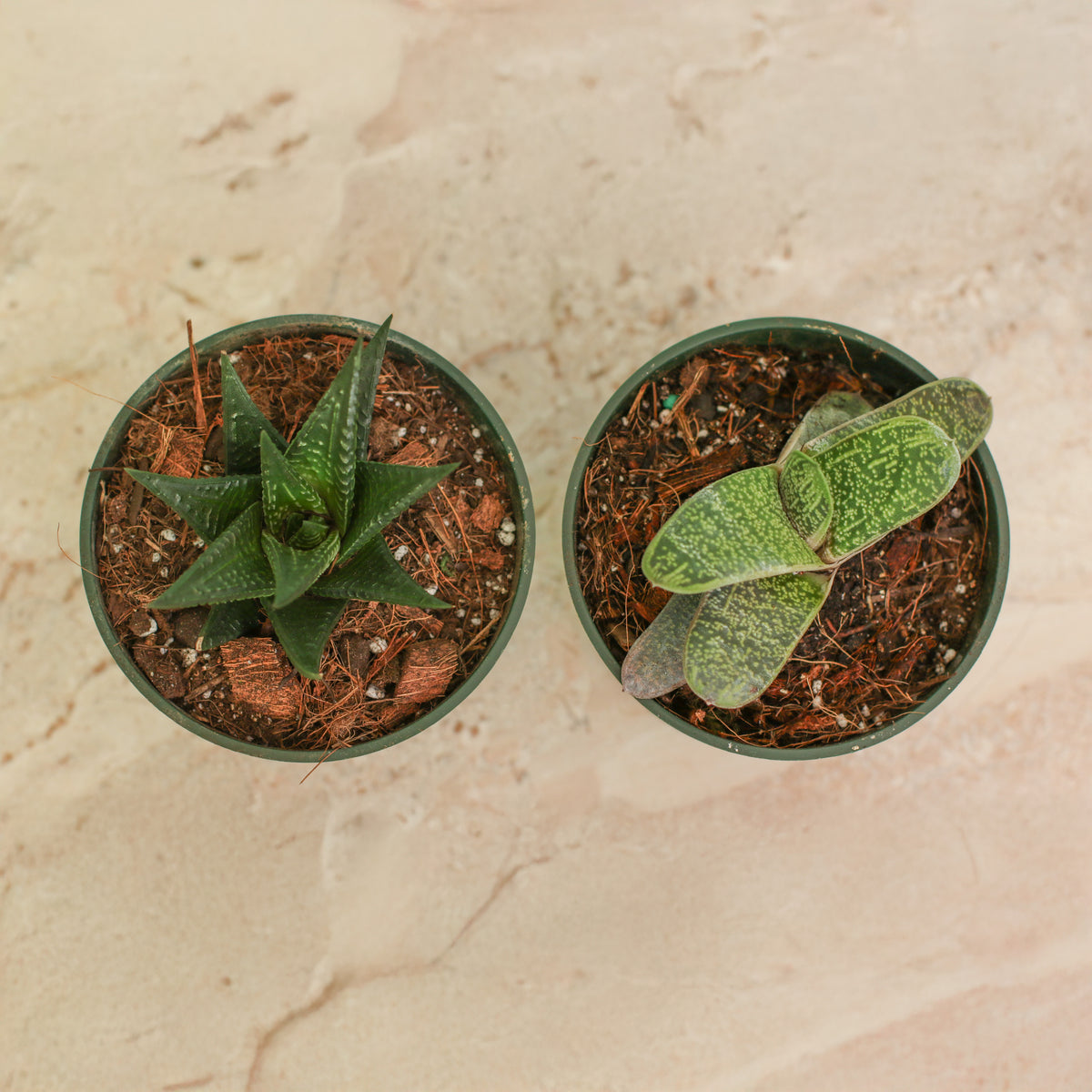 Top View of Total Succa For You Plant Bundle features two 4" nursery succulents!
