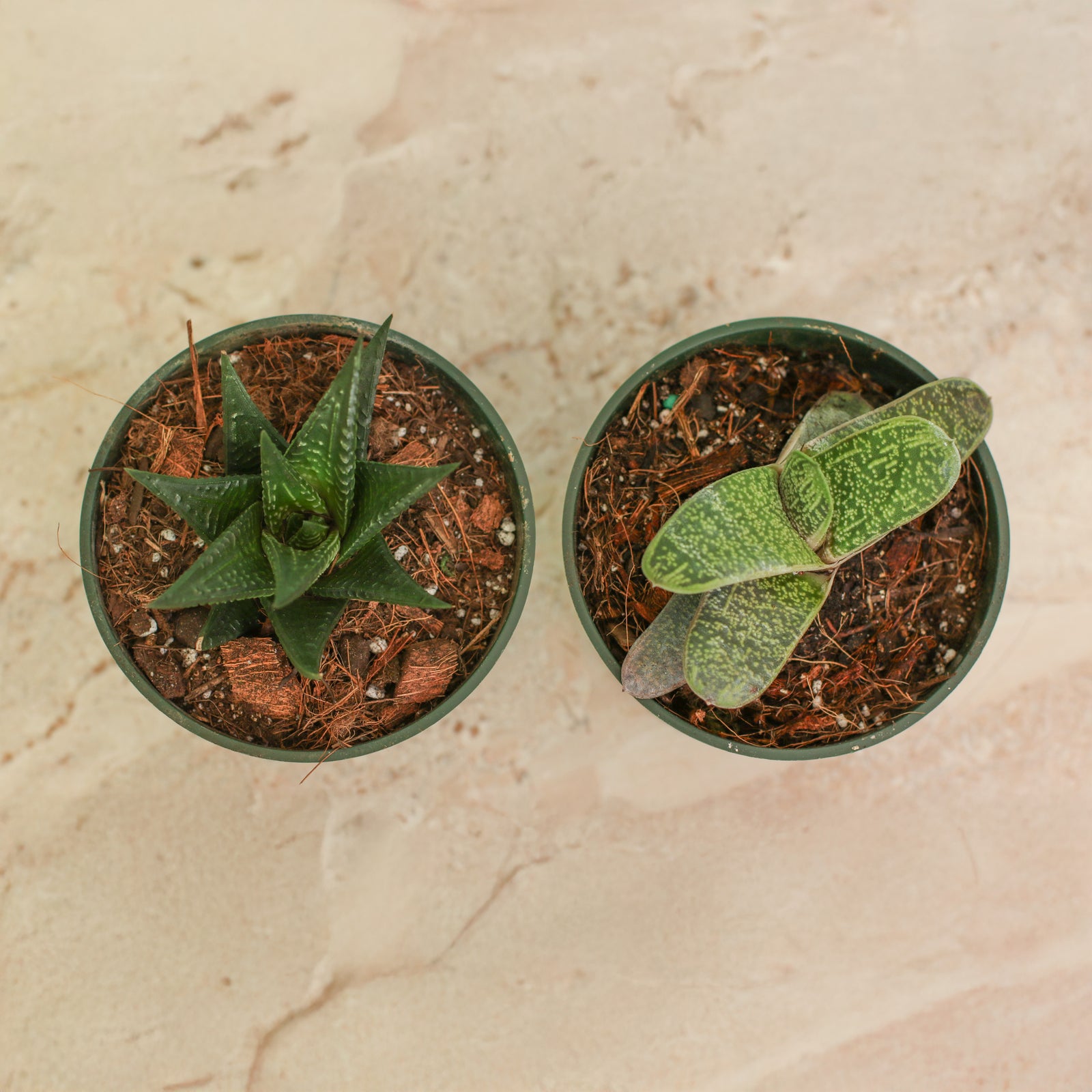 Total Succa For You Plant Bundle features two 4" nursery succulents!