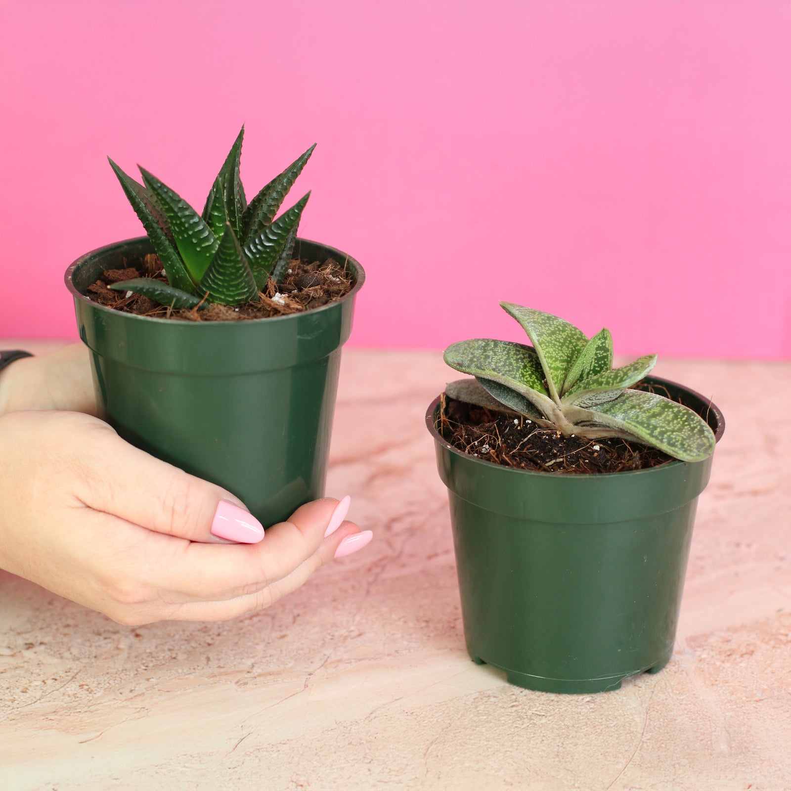 Total Succa For You Plant Bundle features two 4" nursery succulents!