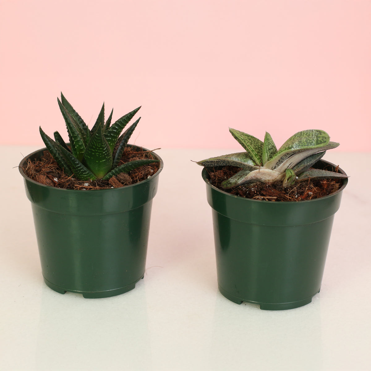 Newest Succulent Bundle! Includes 2 unique succulent plants!  Gasteria ‘Little Warty’ – 4" Nursery Plant and Haworthia – 4" Nursery Plant