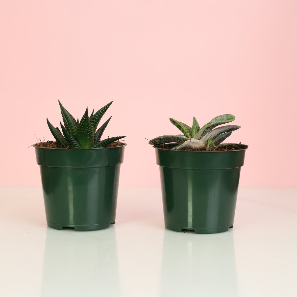 Total Succa For You Plant Bundle features two 4" nursery succulents!