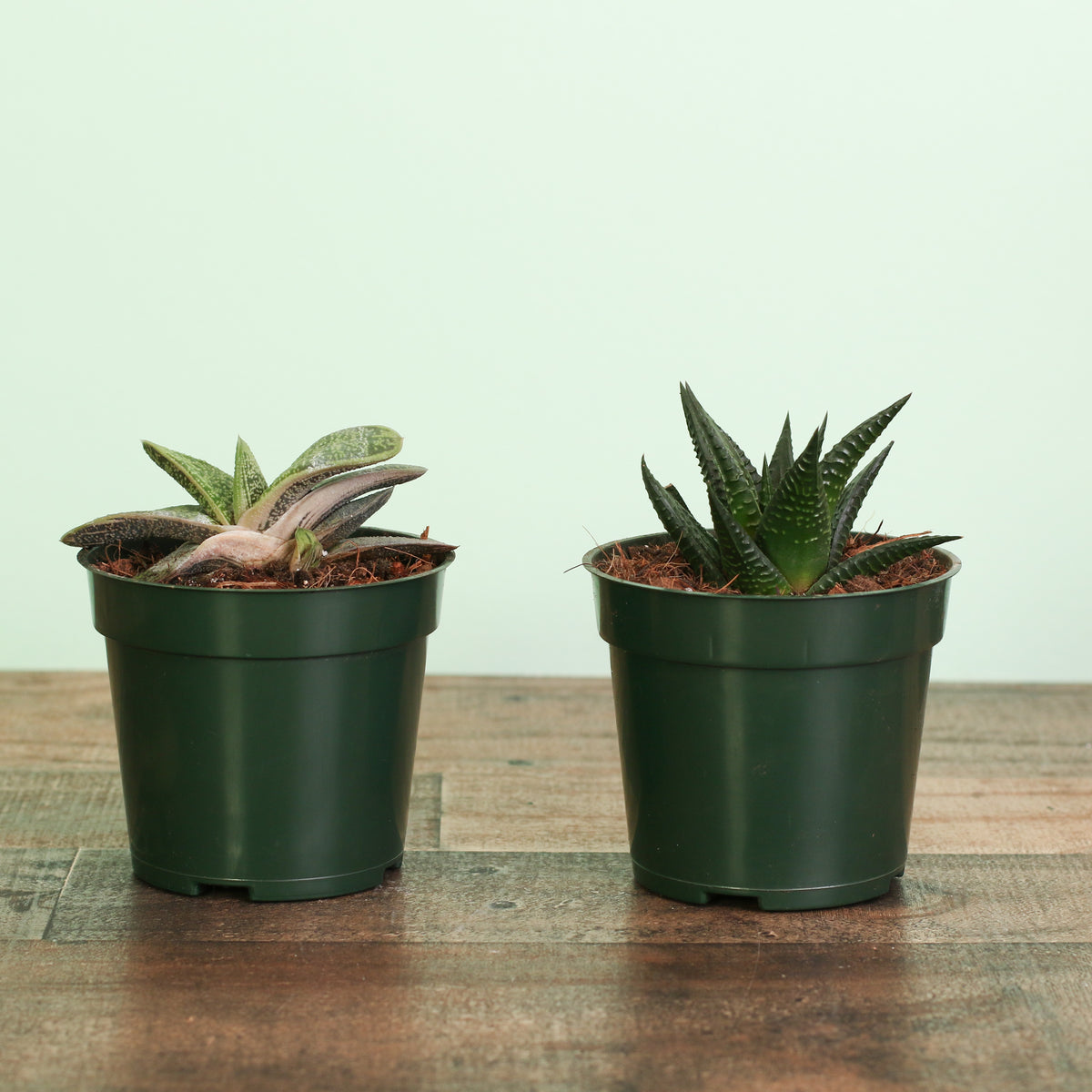 Includes 2 unique succulent plants!  Gasteria ‘Little Warty’ – 4" Nursery Plant and Haworthia – 4" Nursery Plant
