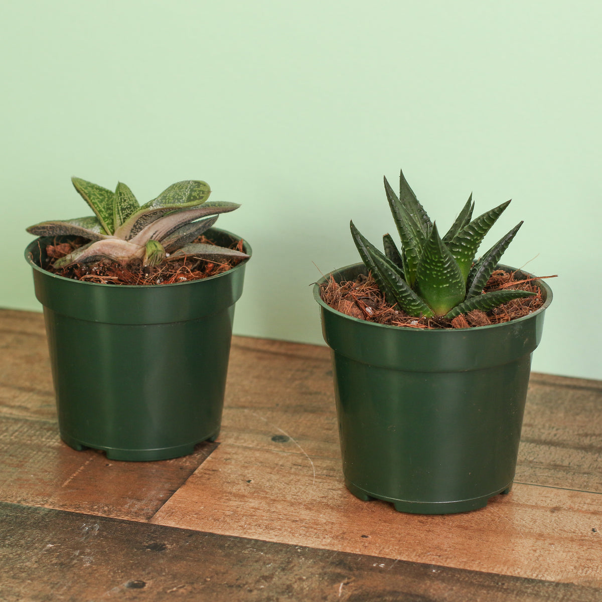 Includes 2 unique succulent plants!  Gasteria ‘Little Warty’ – 4" Nursery Plant and Haworthia – 4" Nursery Plant