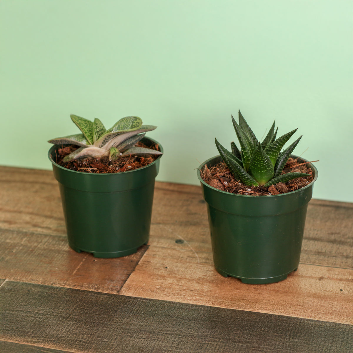 Includes 2 unique succulent plants!  Gasteria ‘Little Warty’ – 4" Nursery Plant and Haworthia – 4" Nursery Plant