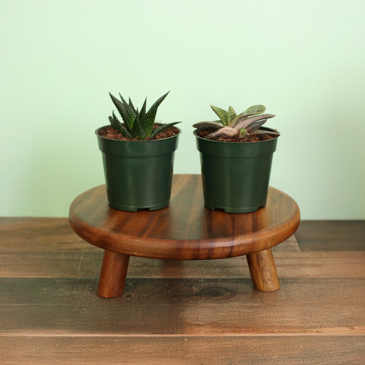 New Total Succa For You Bundle!  Includes 2 unique succulent plants!  Gasteria ‘Little Warty’ – 4" Nursery Plant and Haworthia – 4" Nursery Plant
