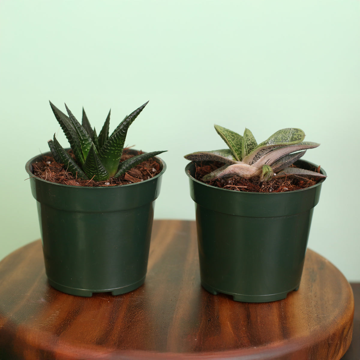 Total Succa For You Bundle.  Includes 2 unique succulent plants!  Gasteria ‘Little Warty’ – 4" Nursery Plant and Haworthia – 4" Nursery Plant