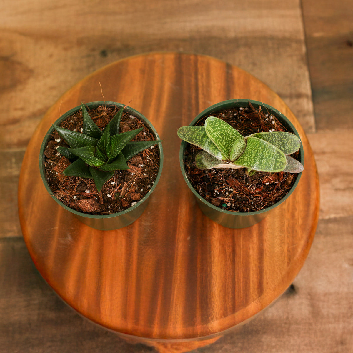 Top View of Succulent Bundle that includes 2 unique succulent plants!  Gasteria ‘Little Warty’ – 4" Nursery Plant and Haworthia – 4" Nursery Plant