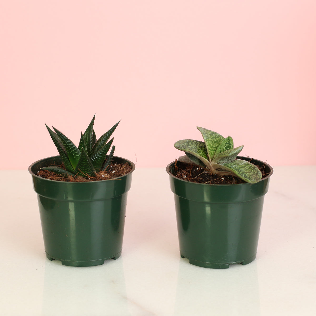 Includes 2 unique succulent plants!  Gasteria ‘Little Warty’ – 4" Nursery Plant and Haworthia – 4" Nursery Plant