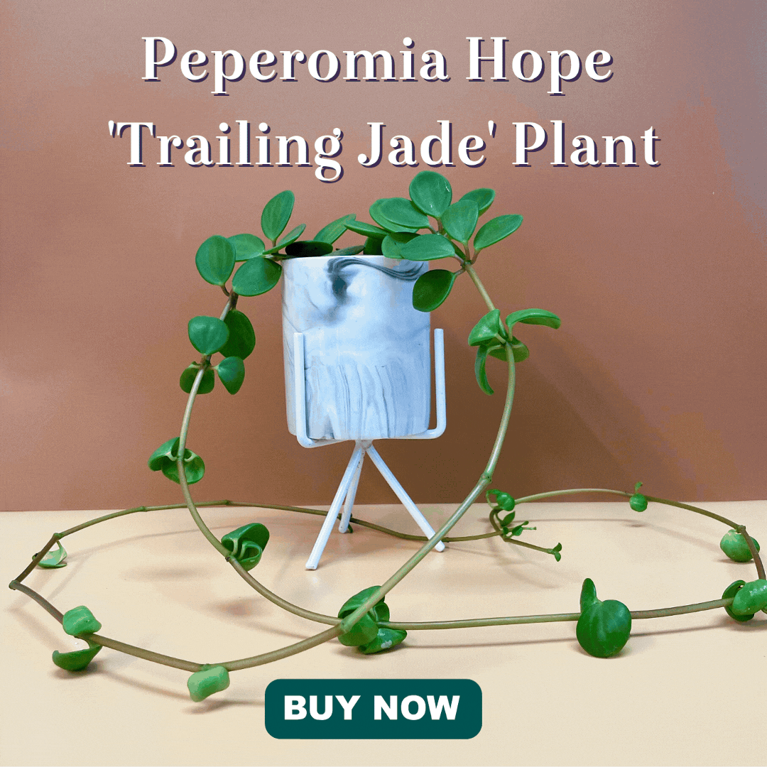 Peperomia Hope deppeana × quadrifolia 'Trailing Jade' Plant Verdant Lyfe