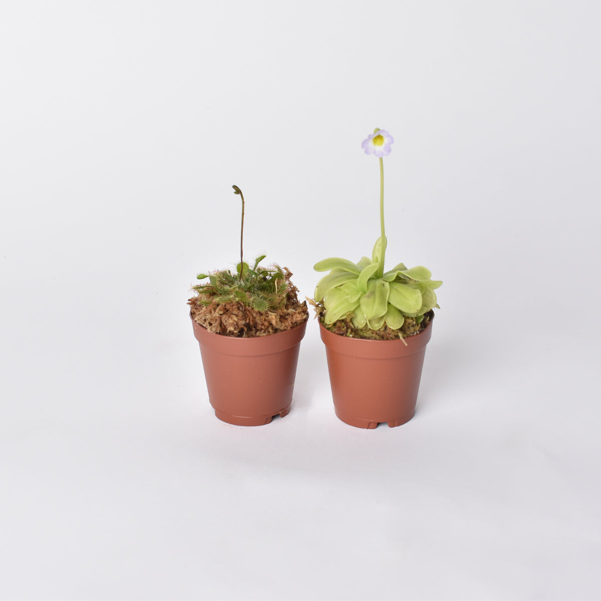 Carnivorous Plant Bundle