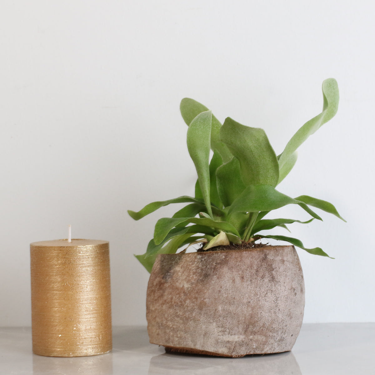 Staghorn Fern