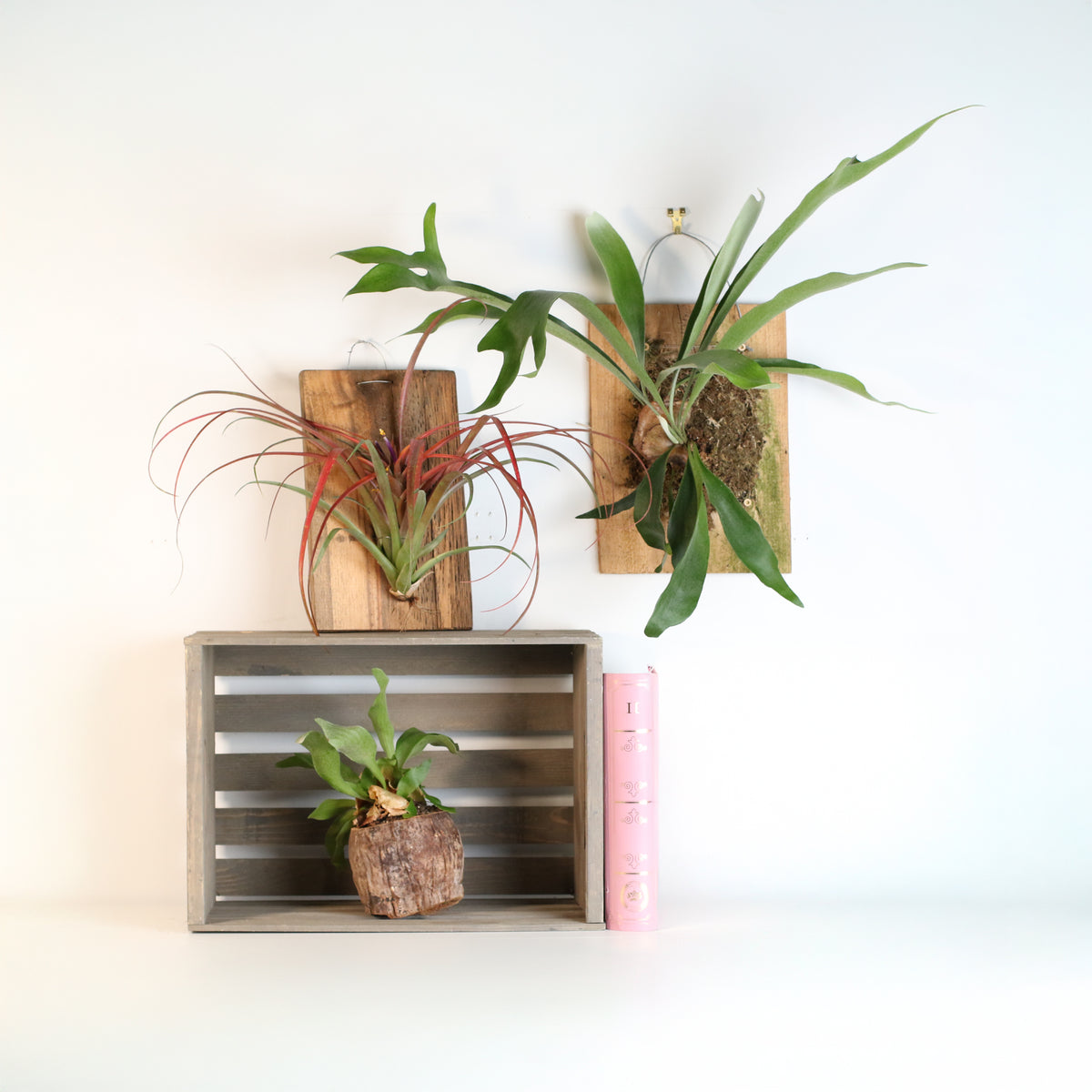 Staghorn Fern