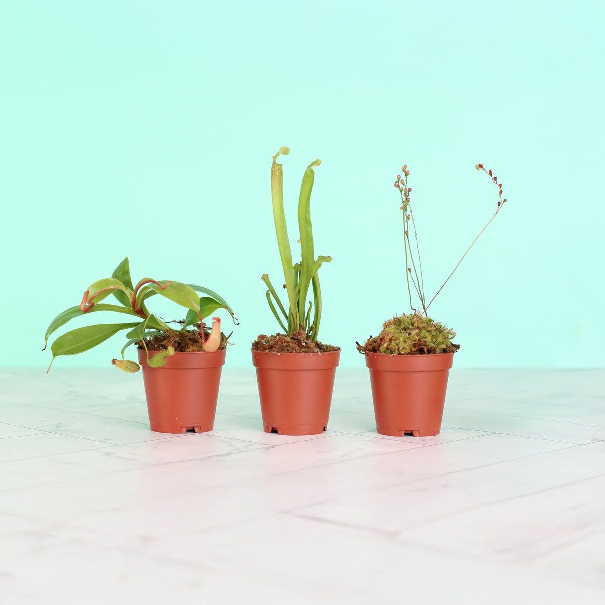 Trio of Terror Carnivorous Plant Bundle