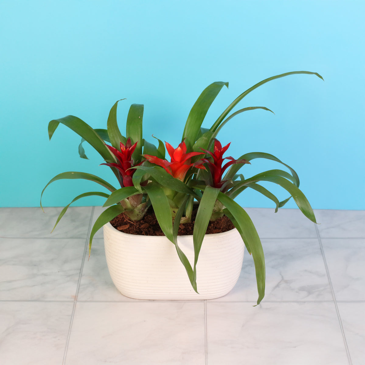 Tropical Bromeliad Trio