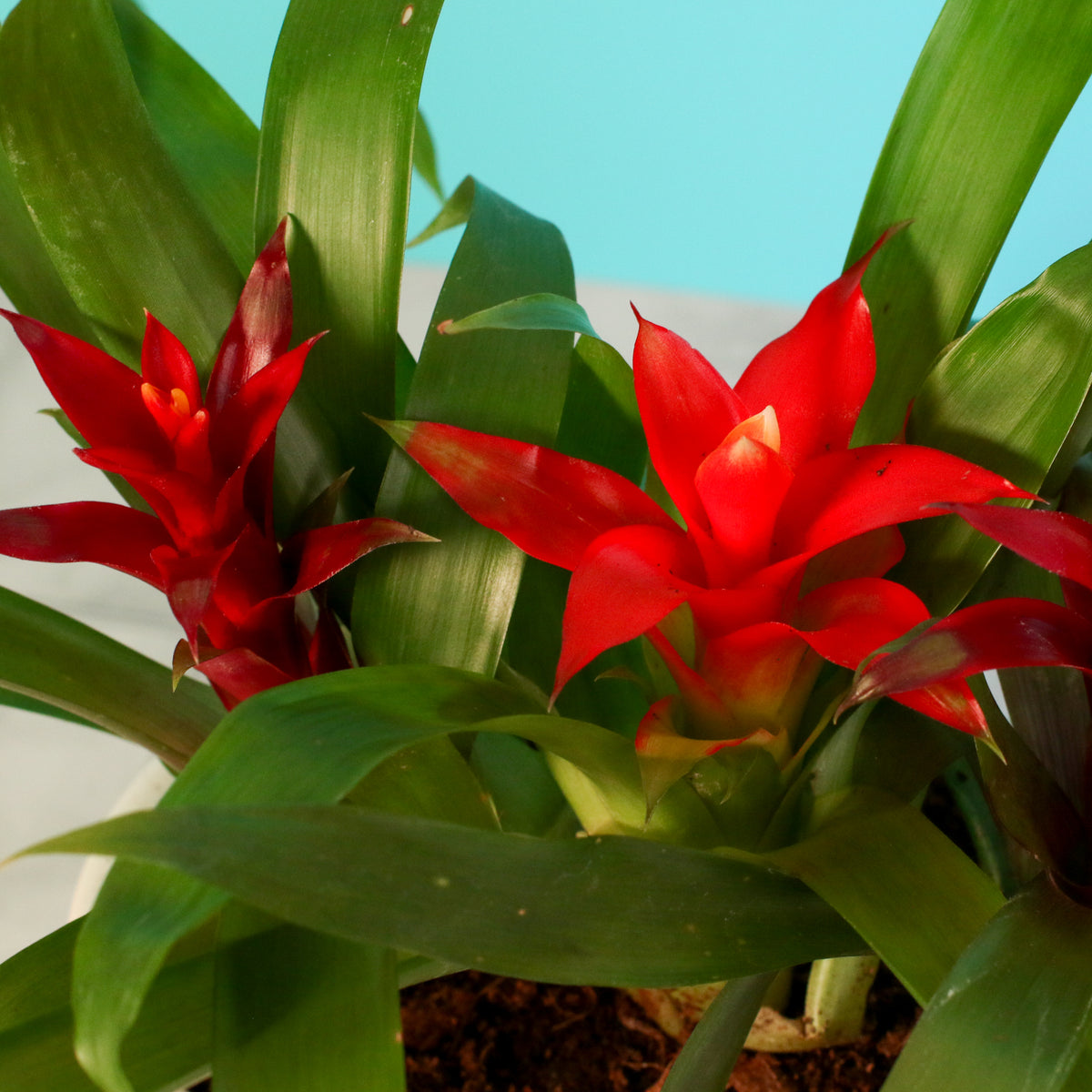 Close Up of Tropical Bromeliad Trio