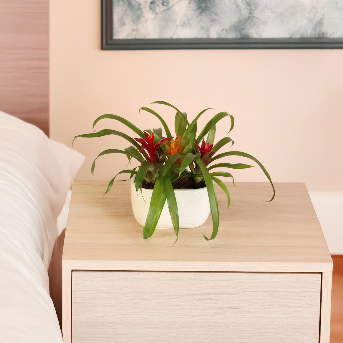 Tropical Bromeliad Trio