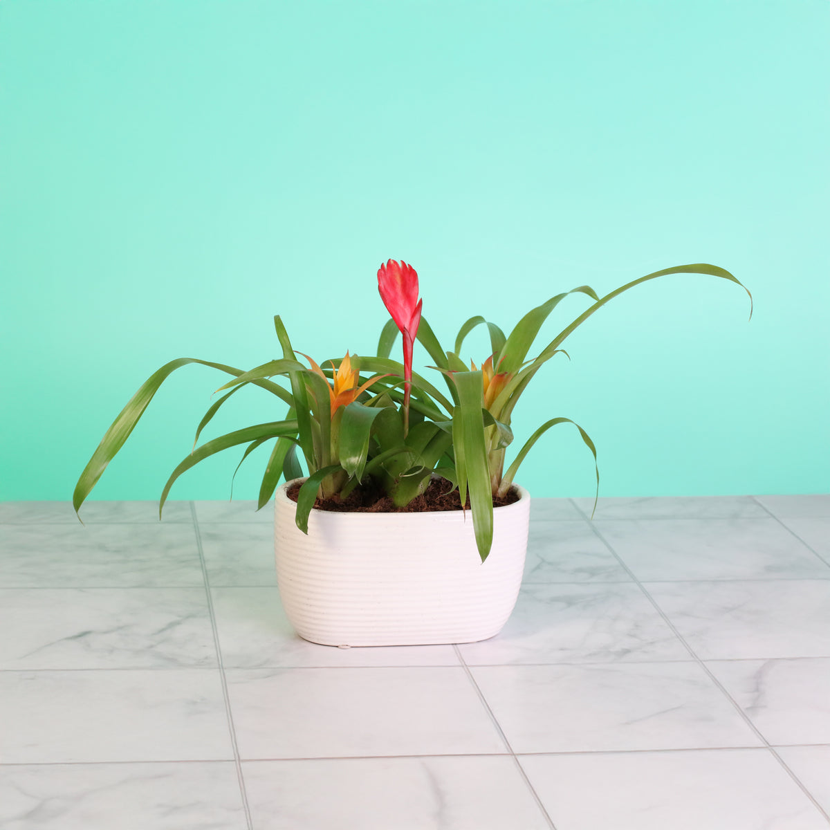 Tropical Bromeliad Trio