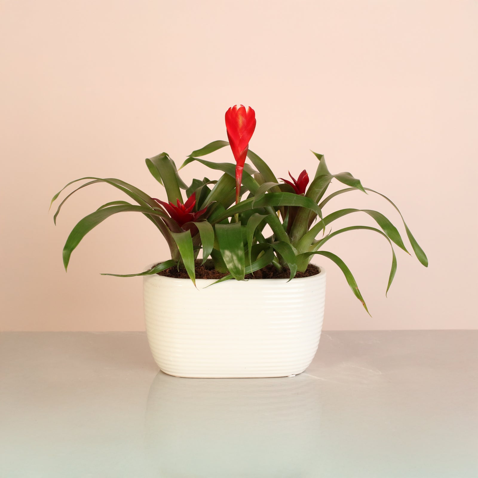 Tropical Bromeliad Trio Arrangement