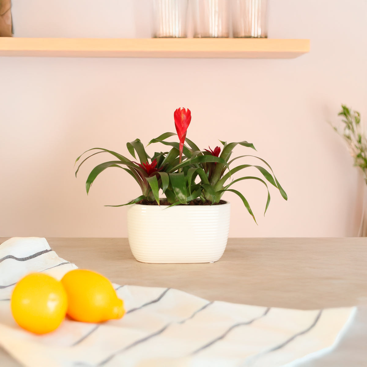 Tropical Bromeliad Trio