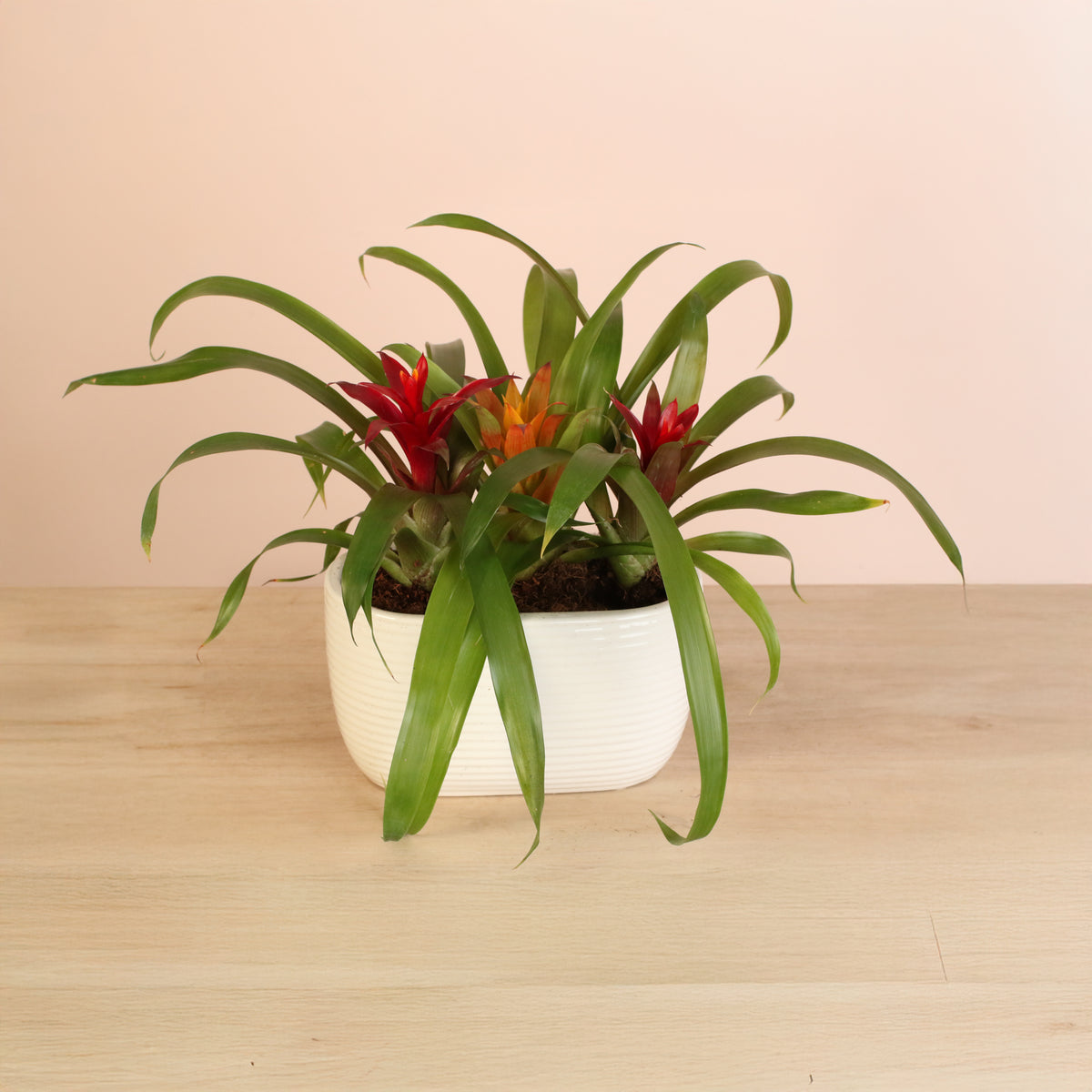 Tropical Bromeliad Trio