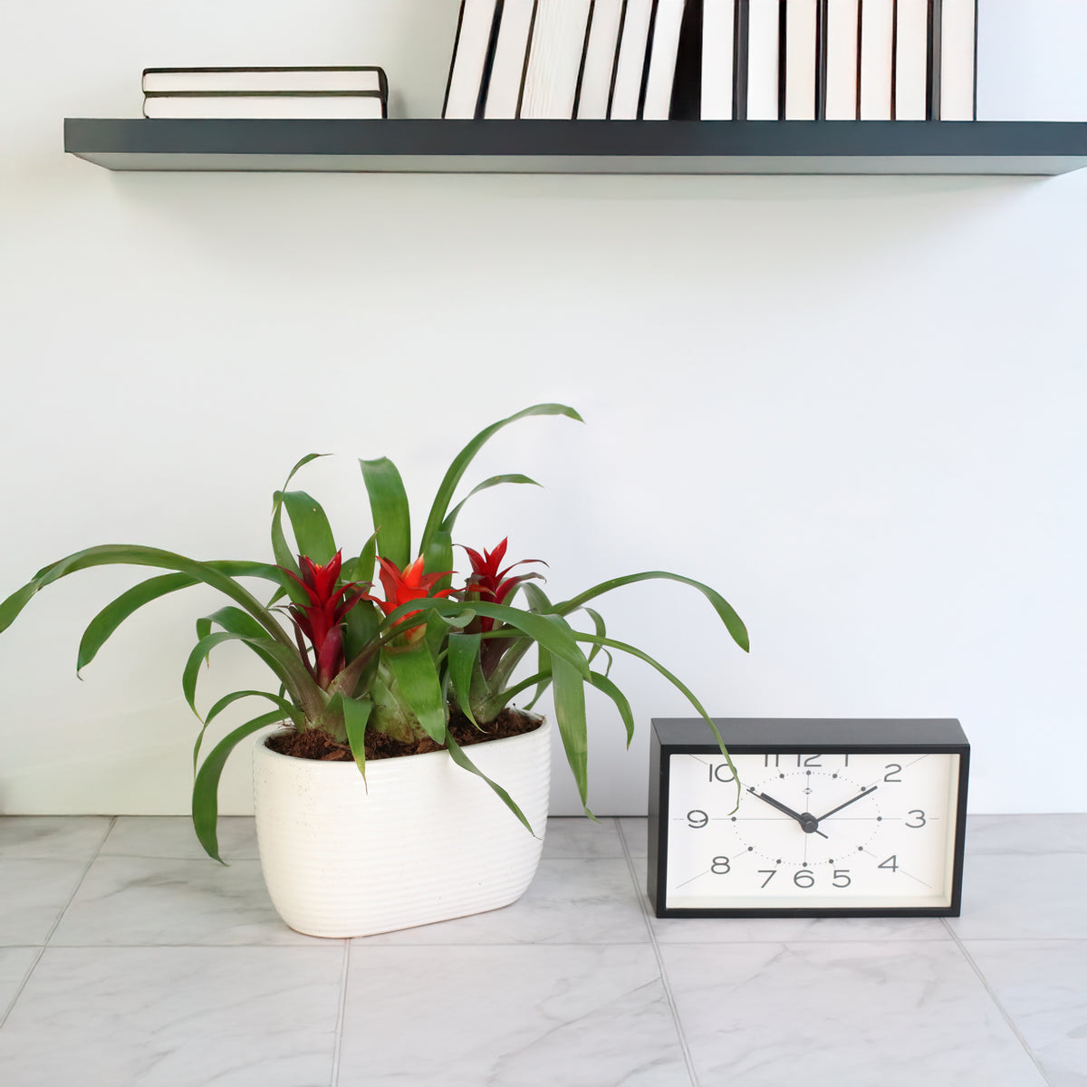 Tropical Bromeliad Trio next to clock. 