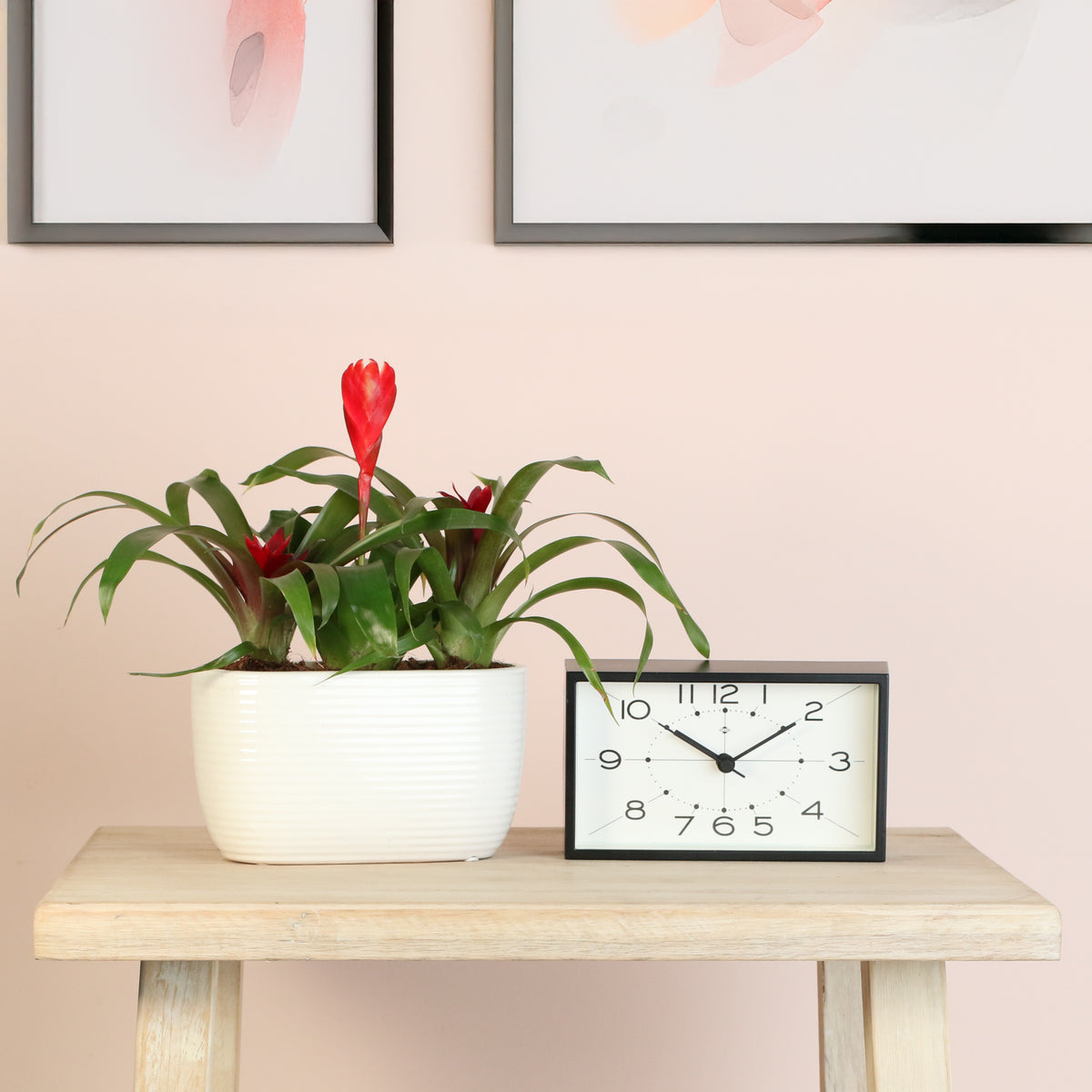 Tropical Bromeliad Trio