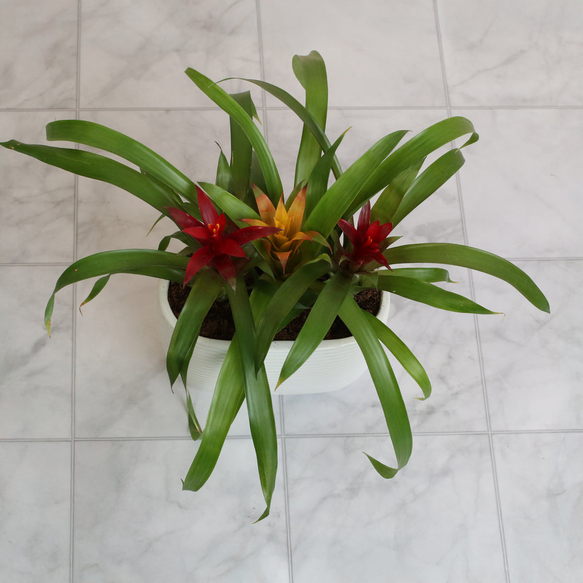 Topi View of Tropical Bromeliad Trio