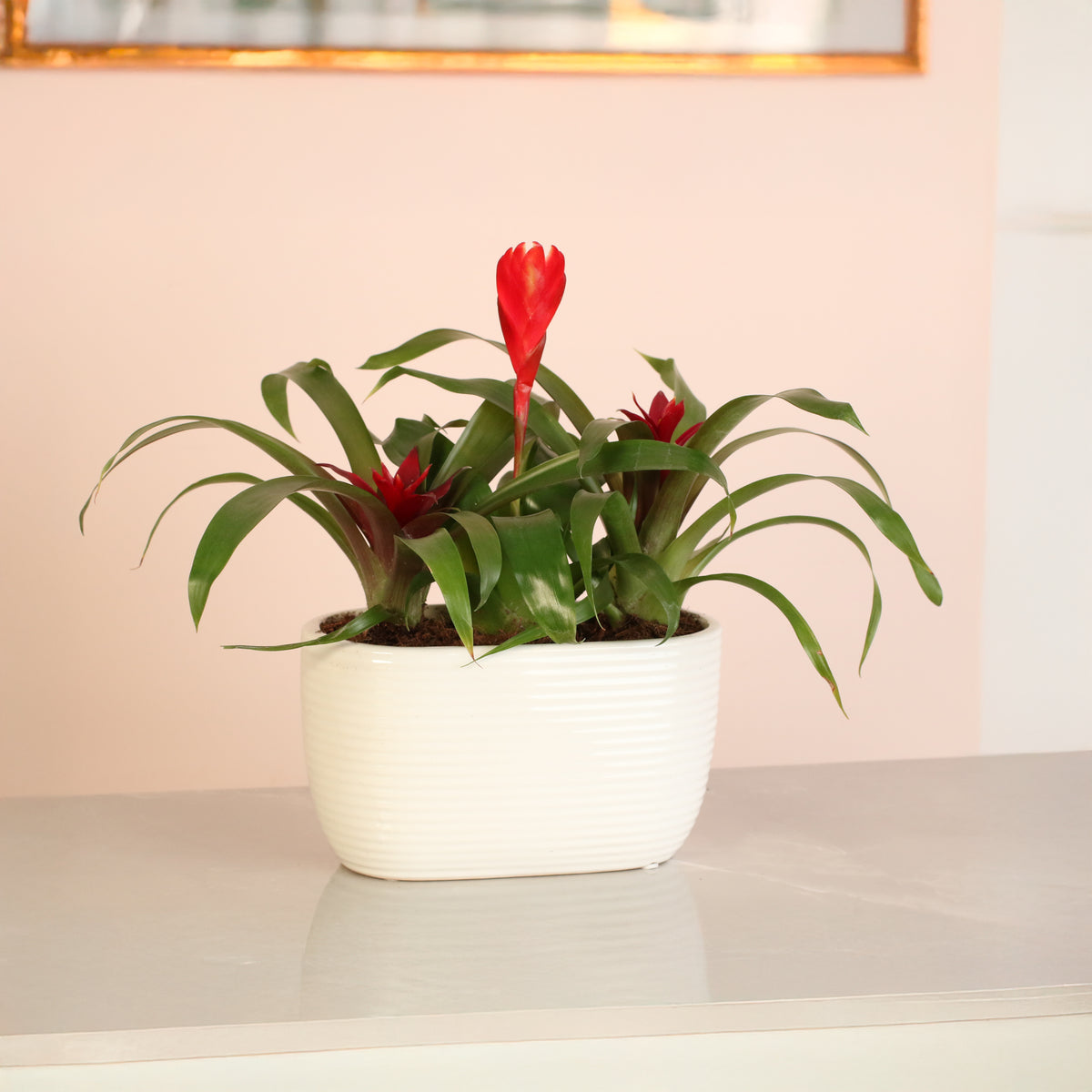Tropical Bromeliad Trio on counter top
