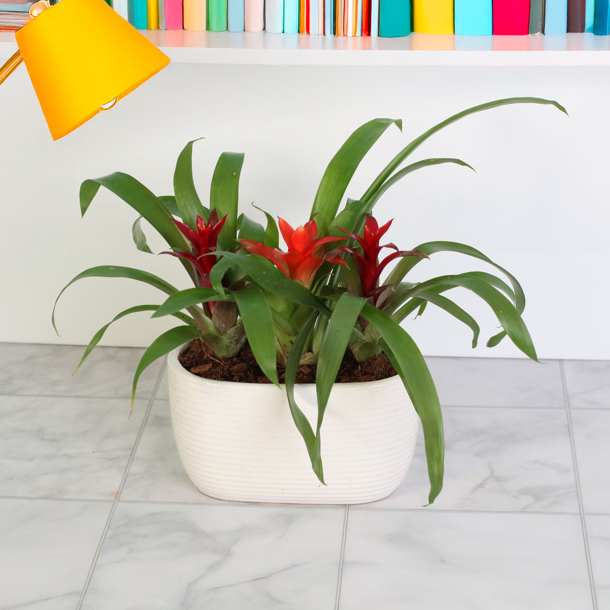 Tropical Bromeliad Trio on shelf 