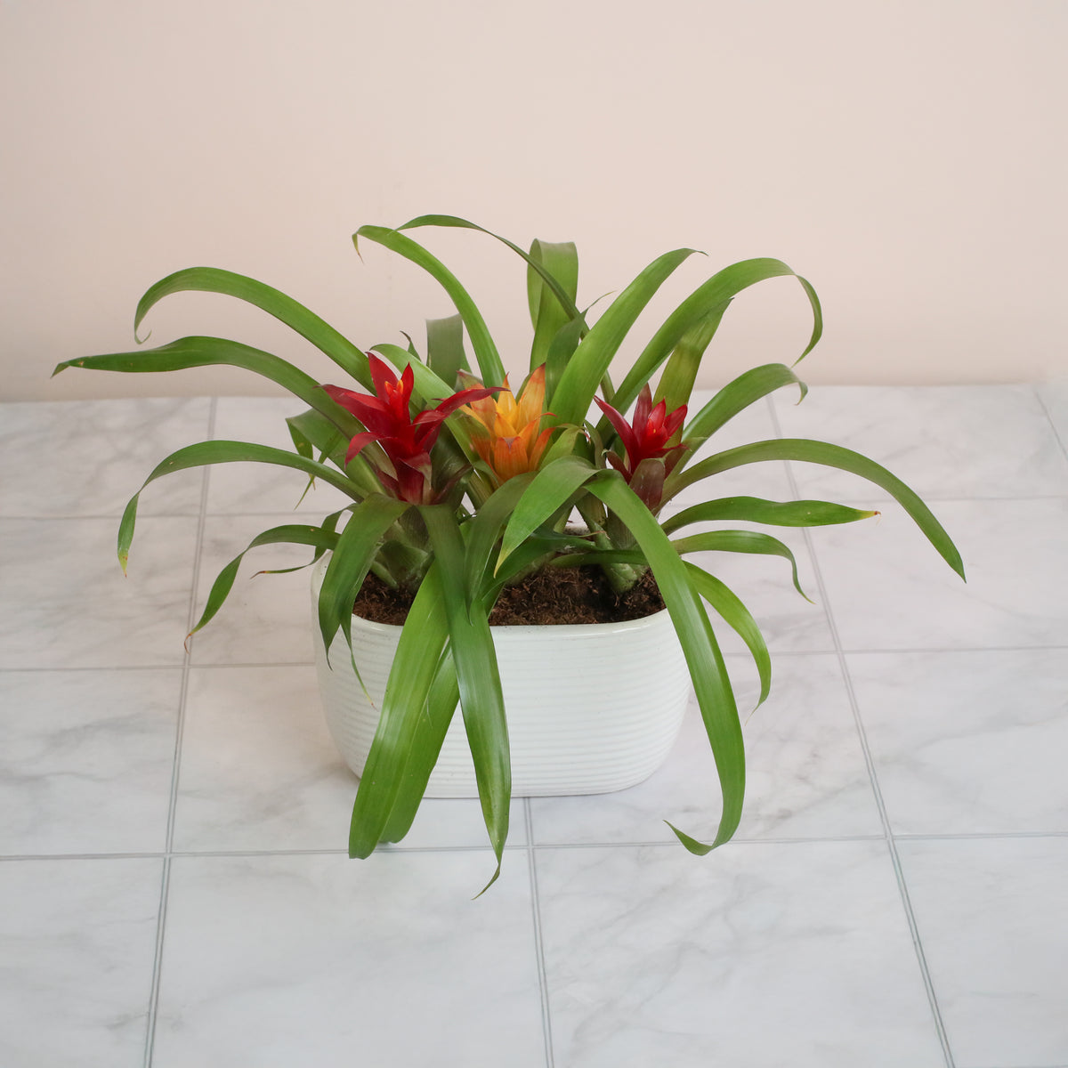 Tropical Bromeliad Trio