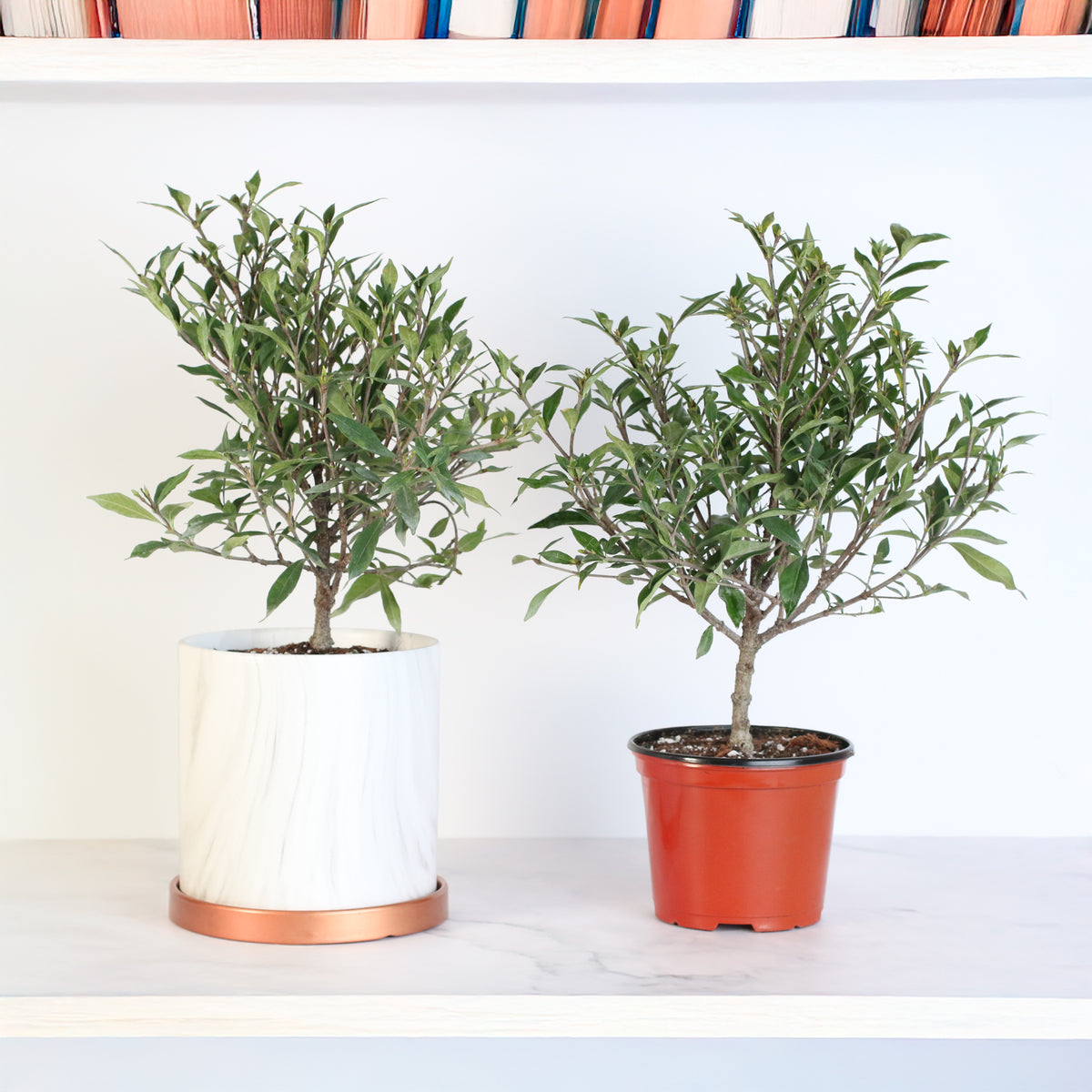 Gardenia 'Frost Proof' Cape Jasmine