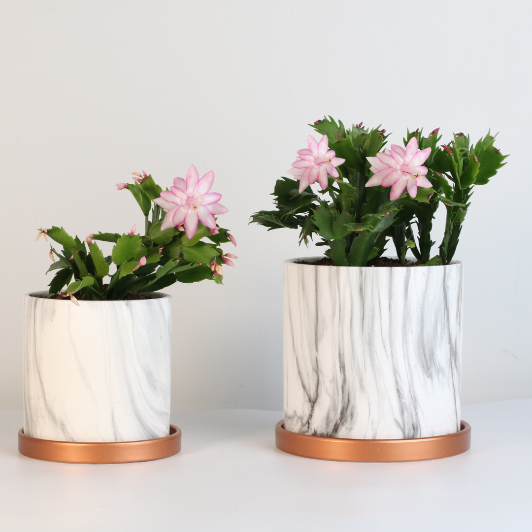Zygote Christmas Cactus