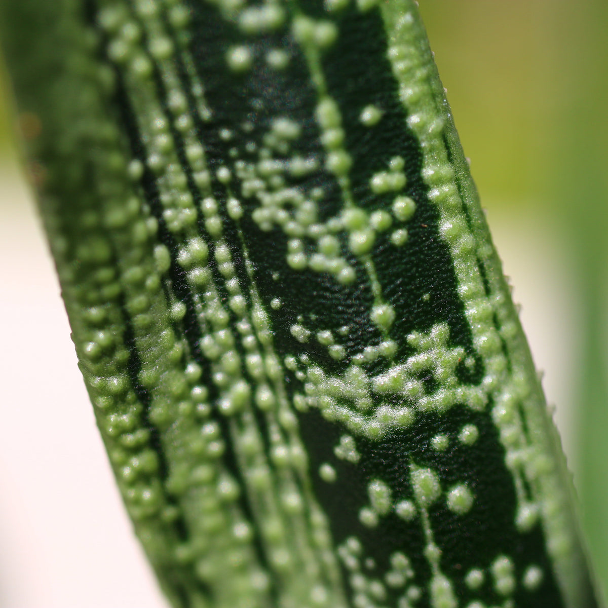 Close up of Little Warty