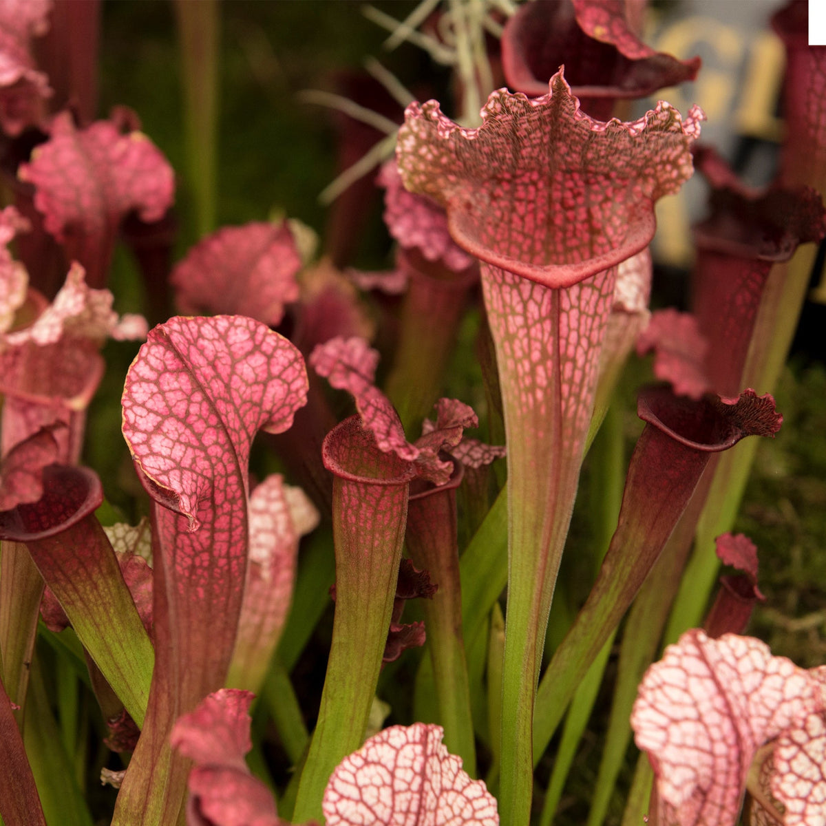 Sarracenia Judith Hindle Bug Bat Carnivorous Plants
