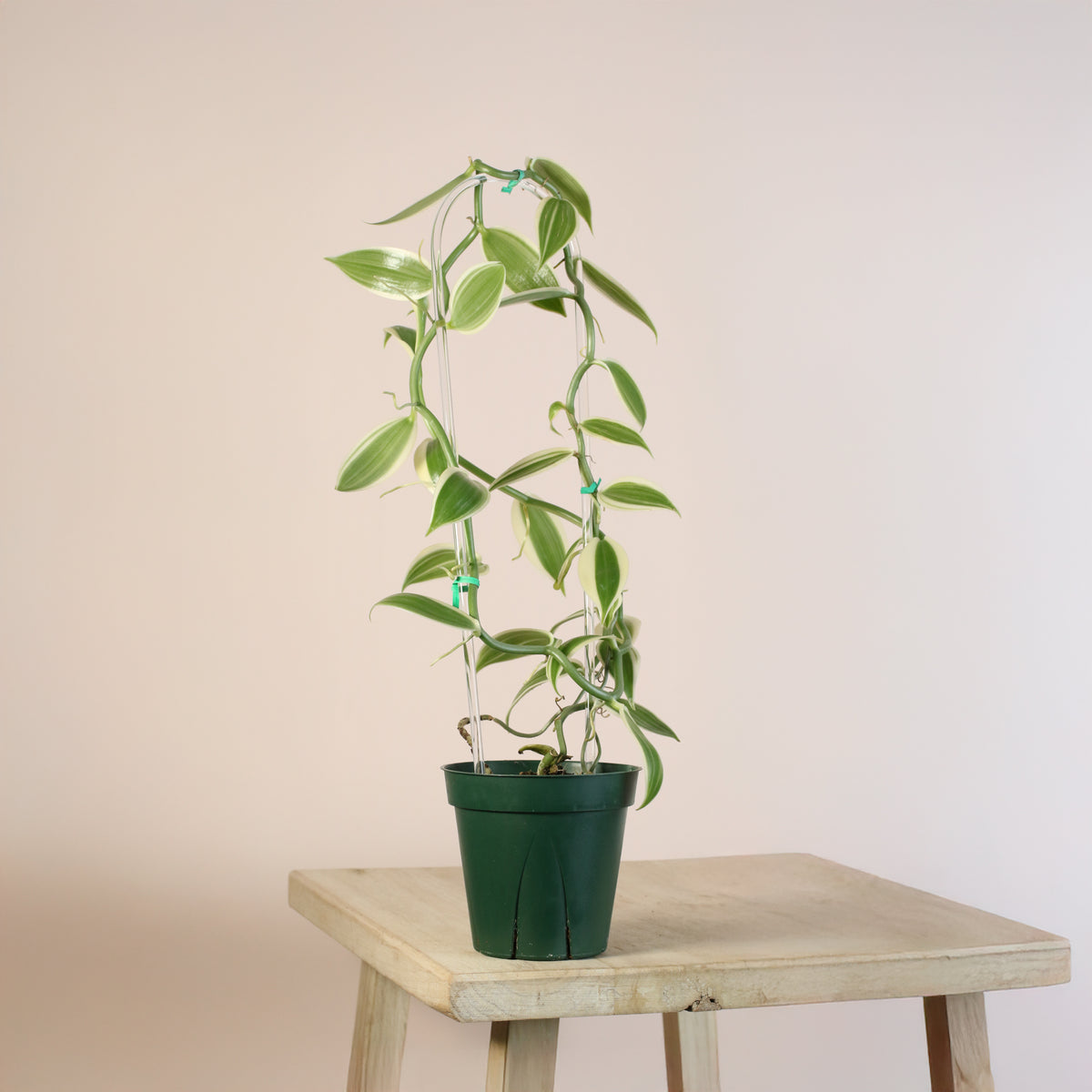 Vanilla Planifolia Orchid 'Albo-Variegata'