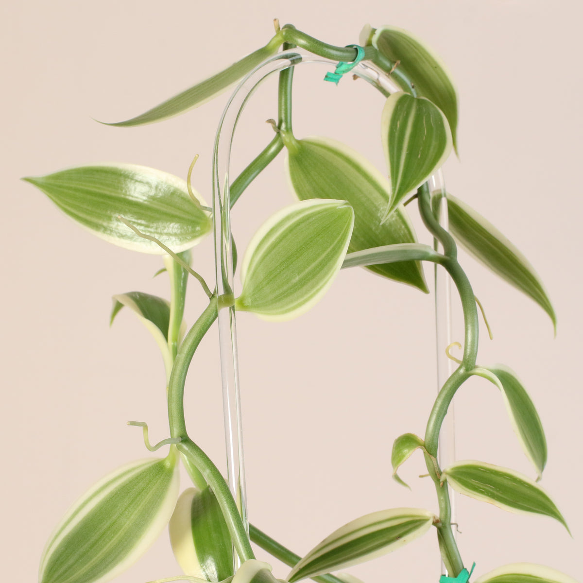 Vanilla Planifolia Orchid 'Albo-Variegata'