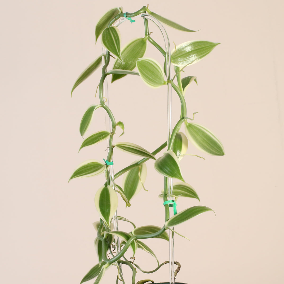Vanilla Planifolia Orchid 'Albo-Variegata'