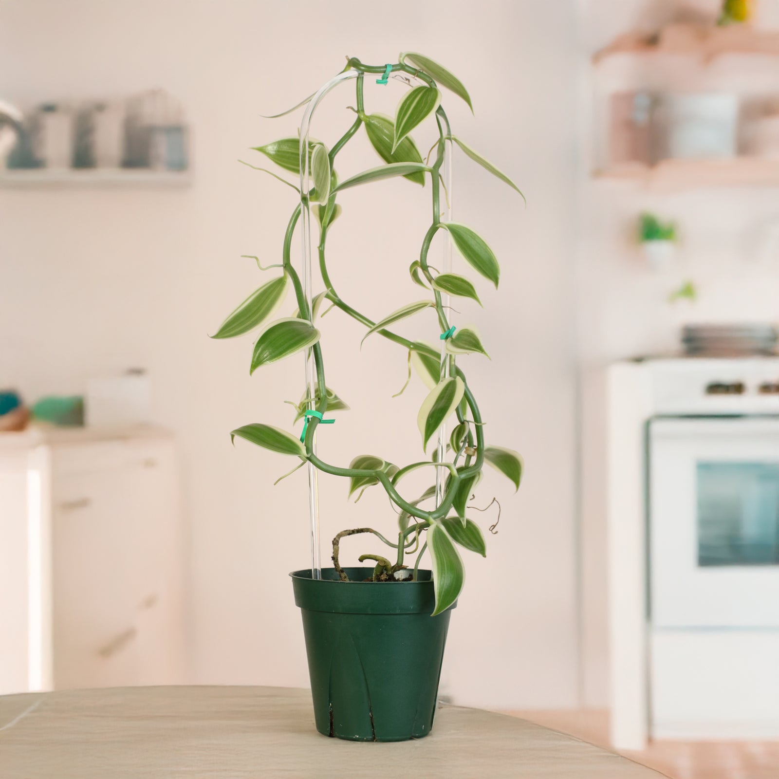 Vanilla Planifolia Orchid 'Albo-Variegata'