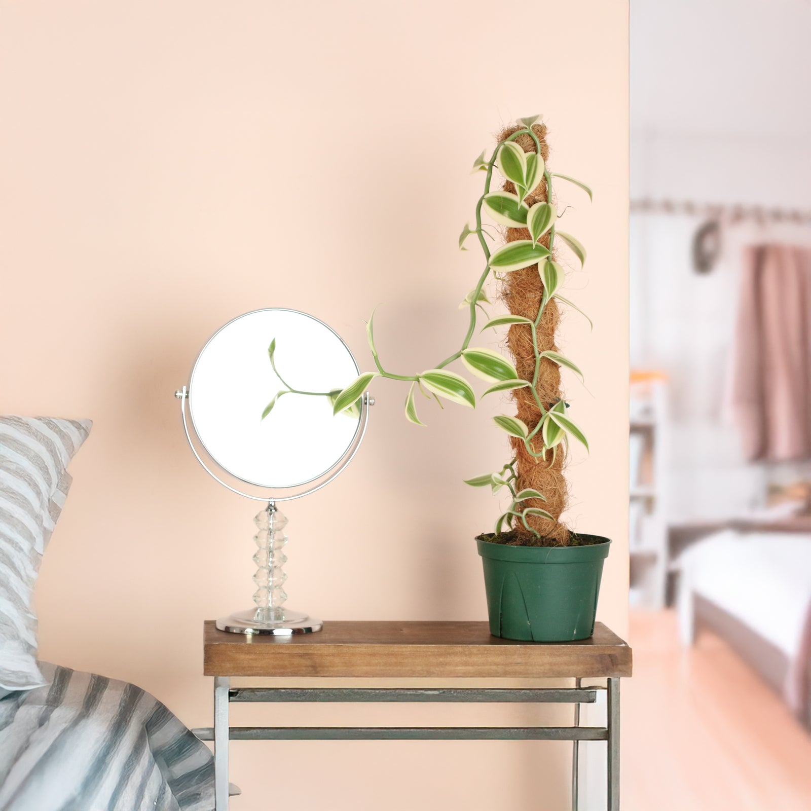 Vanilla Planifolia Orchid 'Albo-Variegata' 6" with Coco Moss Pole.