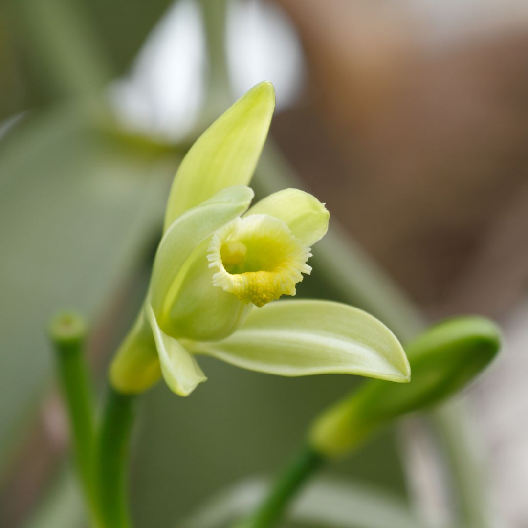 Orchid blooming Vanilla Planifolia Orchid 'Albo-Variegata'