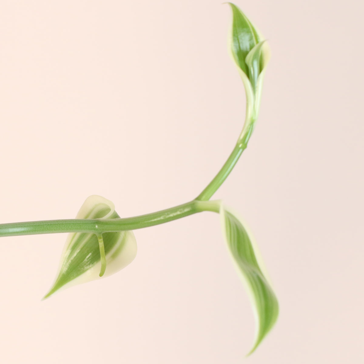 Leaf Unfurling of Vanilla Planifolia Orchid 'Albo-Variegata'