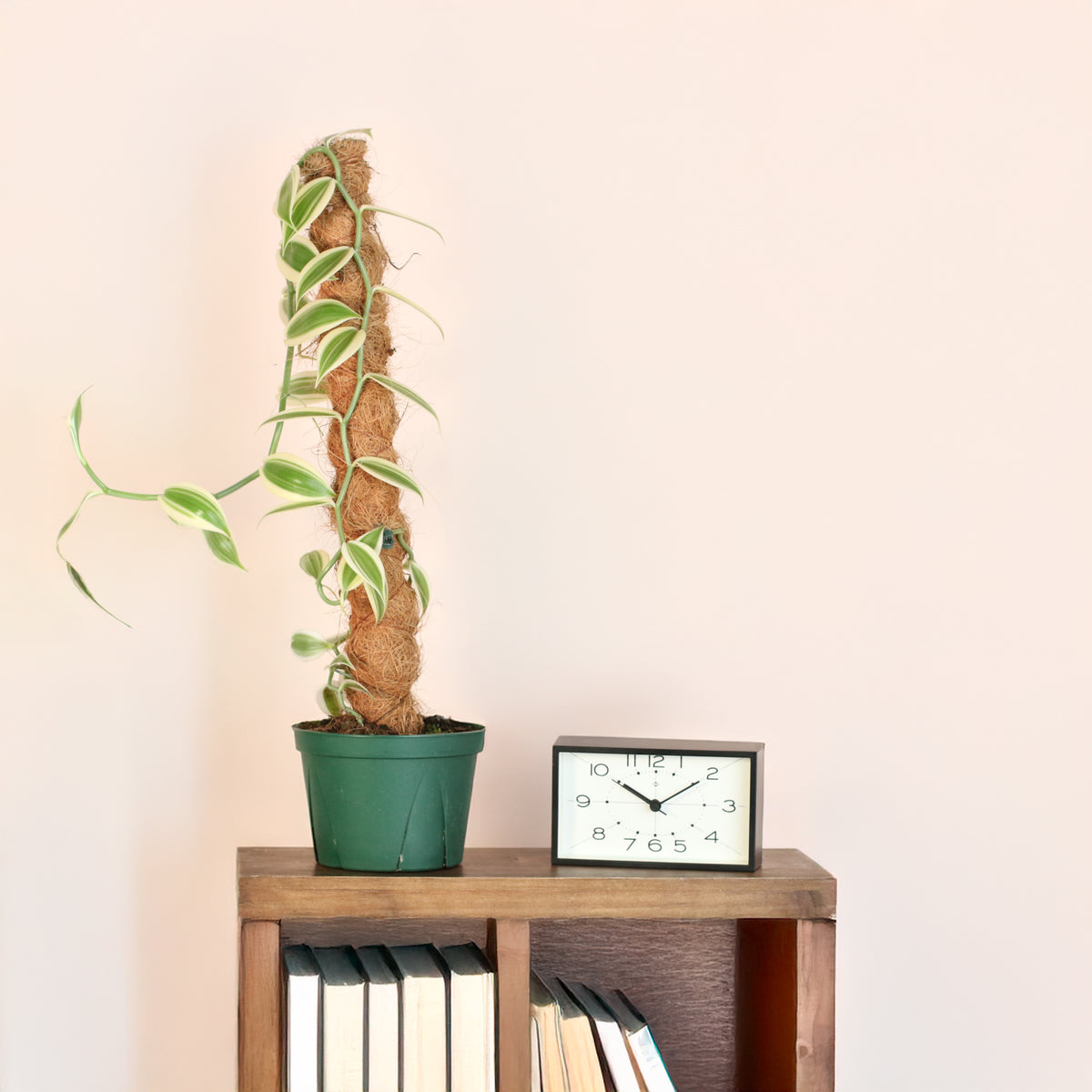 Vanilla Planifolia Orchid 'Albo-Variegata' 6" with Coco Moss Pole on bookshelf. 