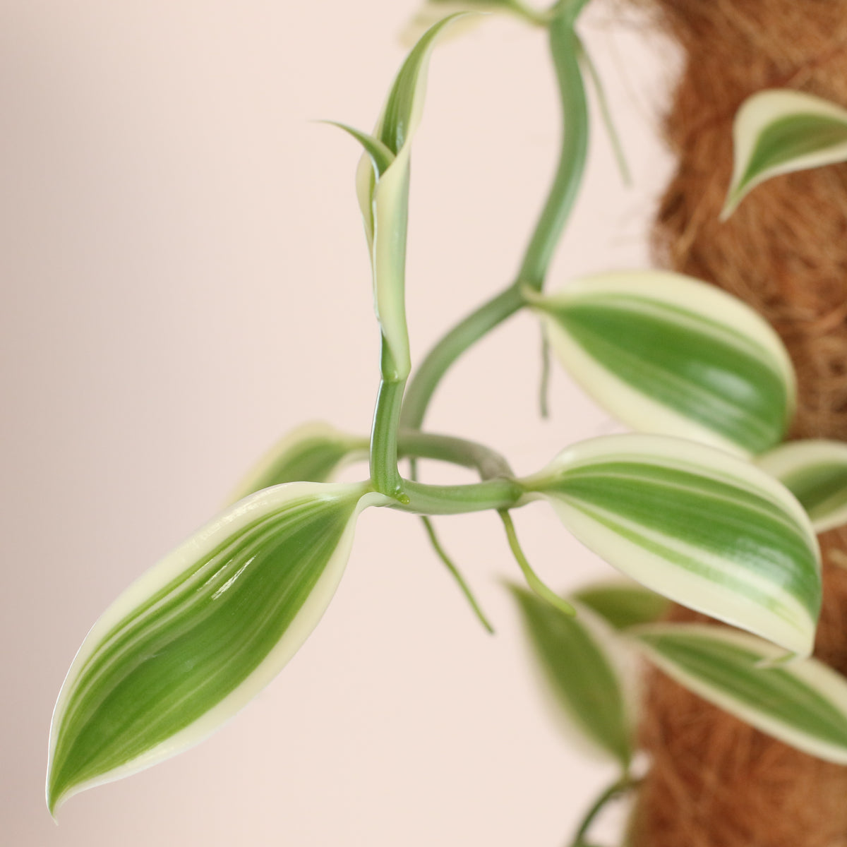 Vanilla Planifolia Orchid 'Albo-Variegata' 6" with Coco Moss Pole.