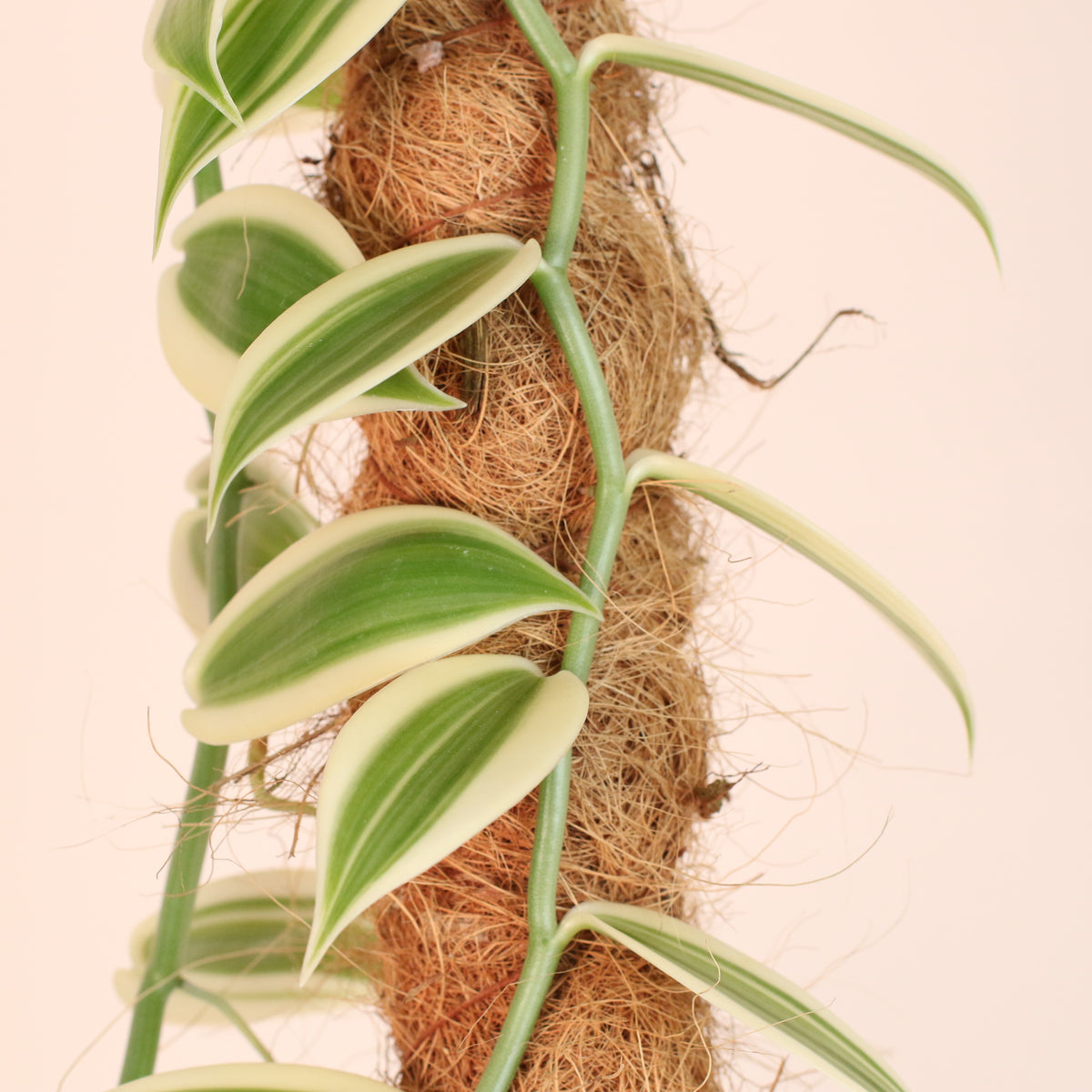 Close Up of Vanilla Planifolia Orchid 'Albo-Variegata' 6" with Coco Moss Pole.