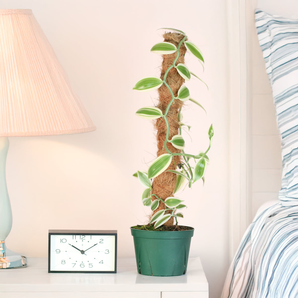 Vanilla Planifolia Orchid 'Albo-Variegata' 6" with Coco Moss Pole on night stand. 